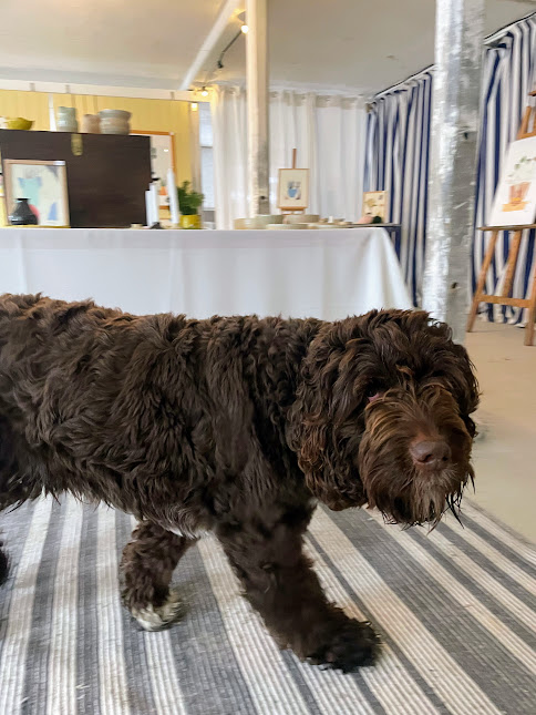 Den 4-årige brune puddelblanding Bruno stående i stuen