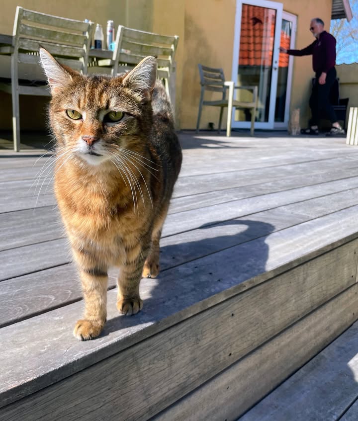 Gårdens kat på træterrassen med Morten i baggrunden