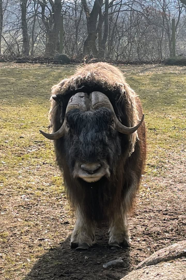 Stor moskusokse på sletten i Skandinavisk Dyrepark